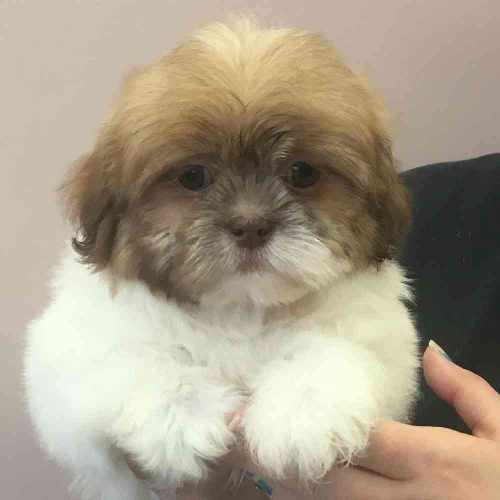 None