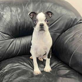 Boston Terrier