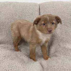 Mini Aussie