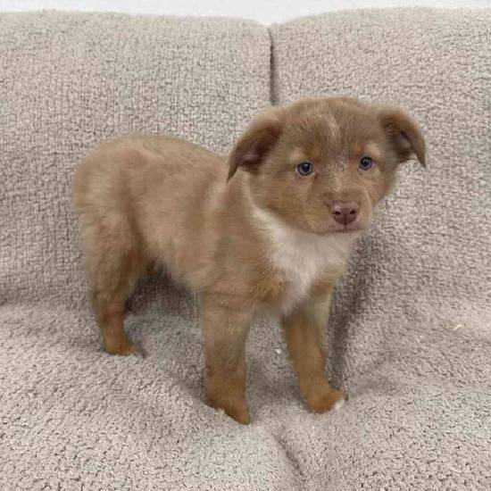 Mini Aussie