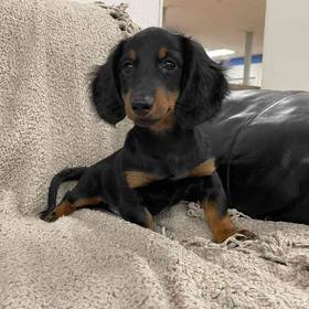 Dachshund
