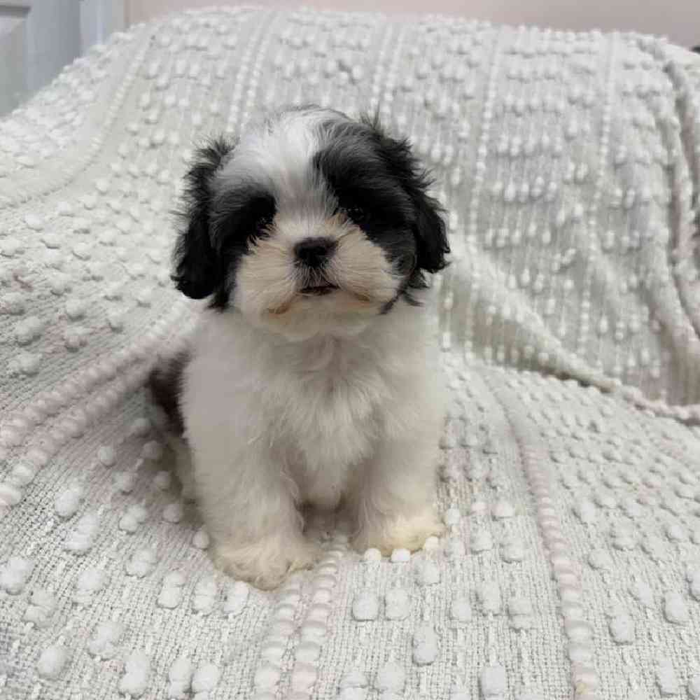 Image of a pet breed in the gallery