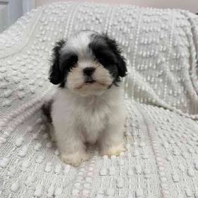 Shih Tzu