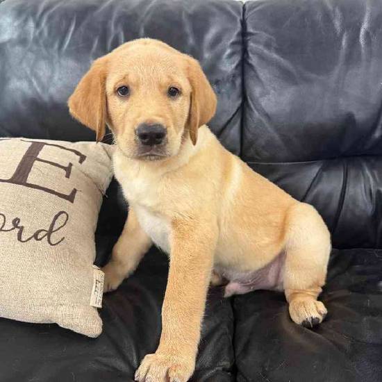 Golden Retriever Mix