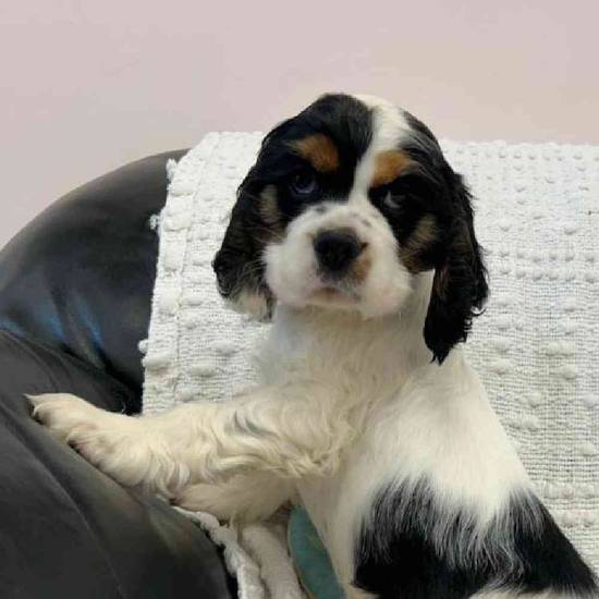 Cocker Spaniel