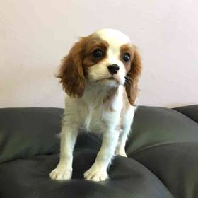 Cavalier King Charles Spaniel