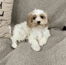Cavachon