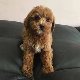 Cavapoo