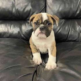 Victorian Bulldog