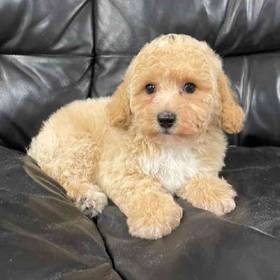 Bichon-Poo