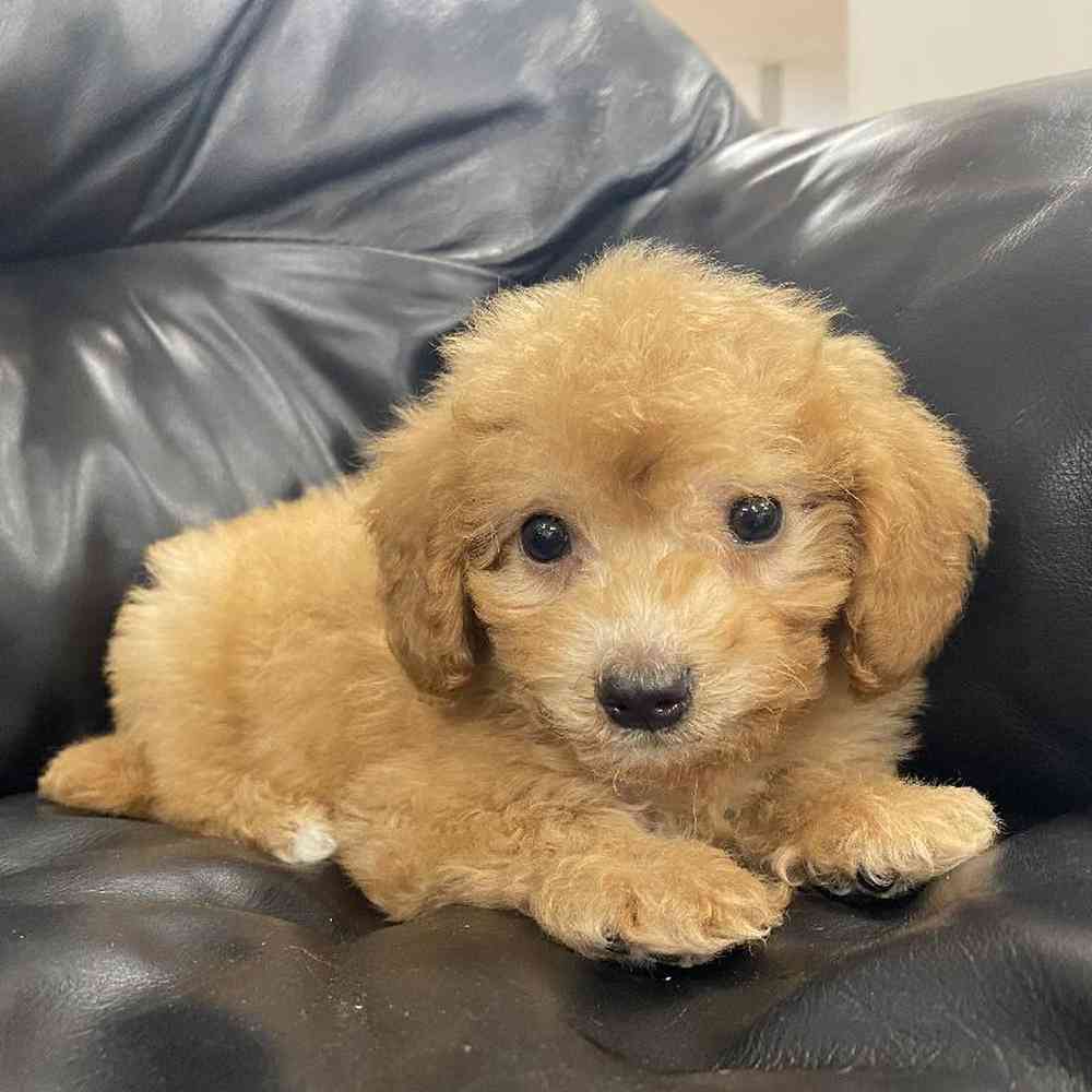 Mini poodle mix puppies for sale online