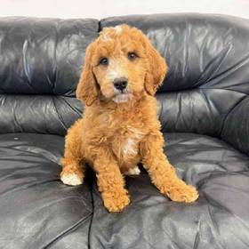 Mini Goldendoodle