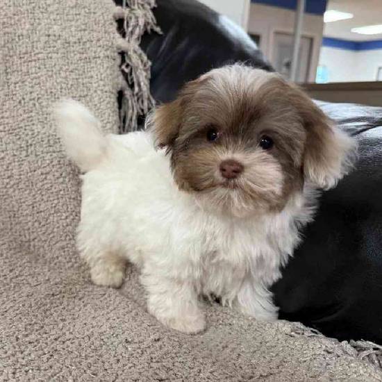 Havanese