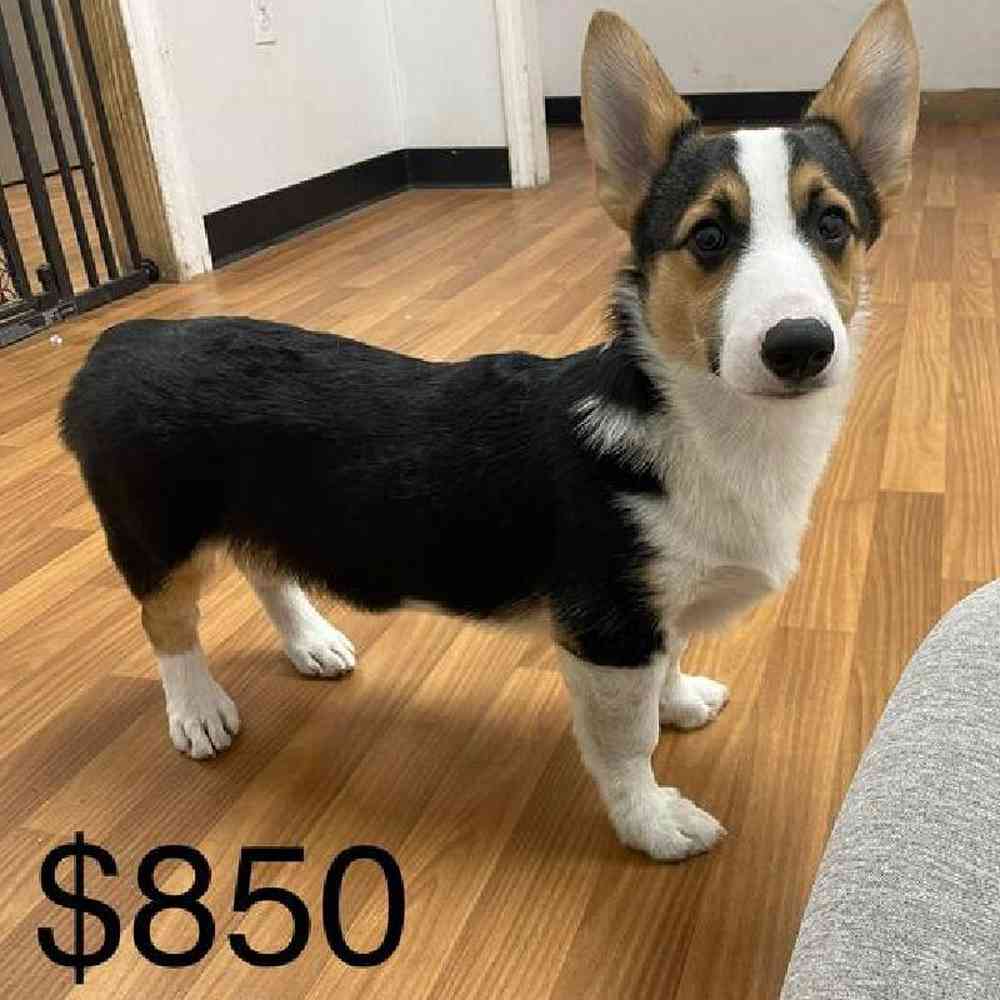 carousel pet images