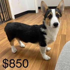 Pembroke Welsh Corgi