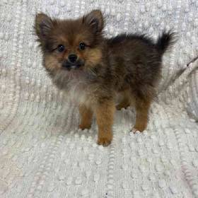 Pomeranian