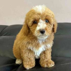 Cockapoo