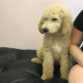 Goldendoodle