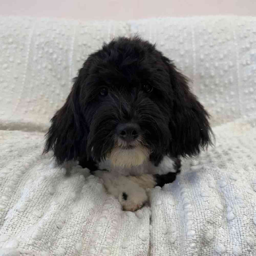 carousel pet images