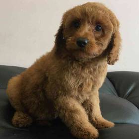 Mini Goldendoodle