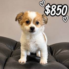 Chihuahua Mix