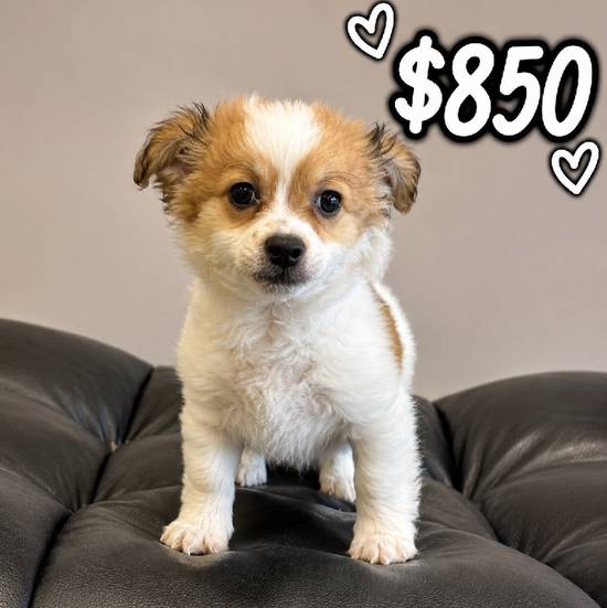 Chihuahua Mix