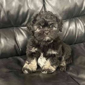 Bichon-Pekingese