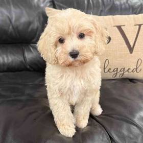Cavapoo