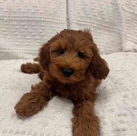 Mini Goldendoodle