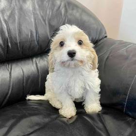 Cavachon