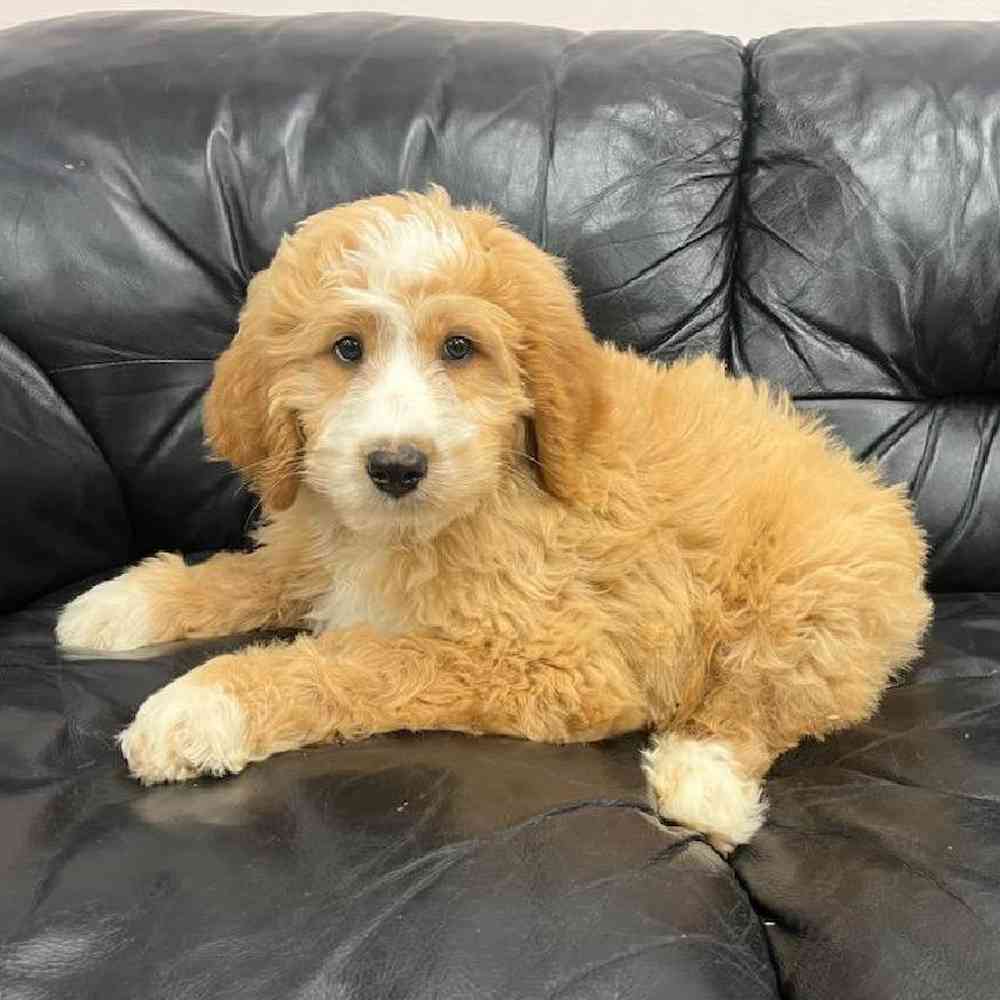 carousel pet images