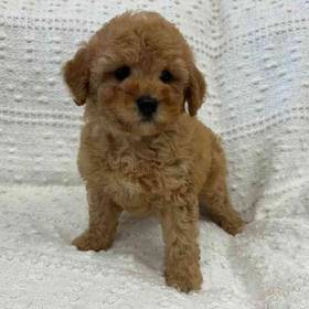 Cavapoo
