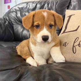 Pembroke Welsh Corgi