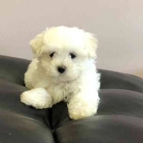 Maltese