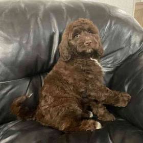 Mini Labradoodle