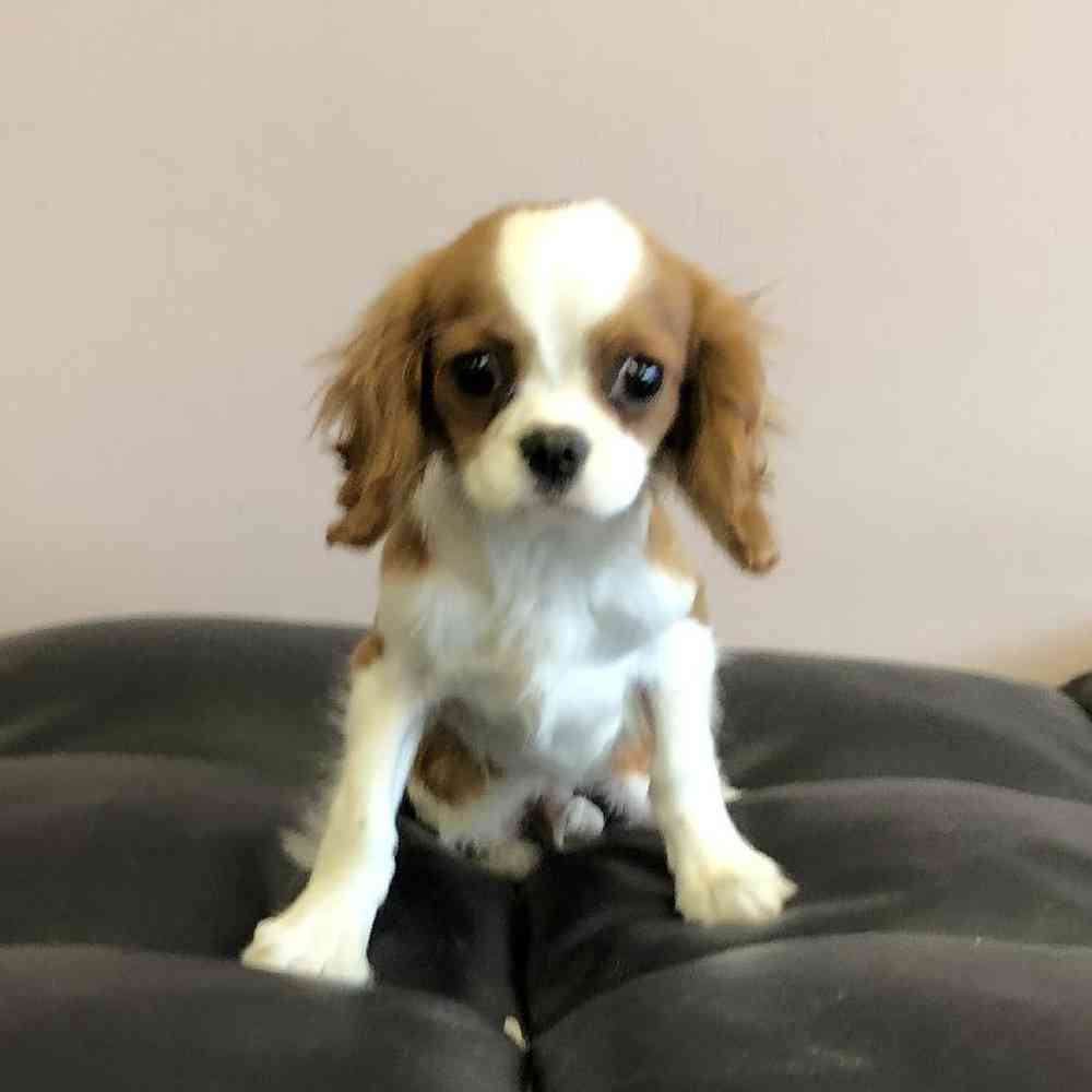 carousel pet images