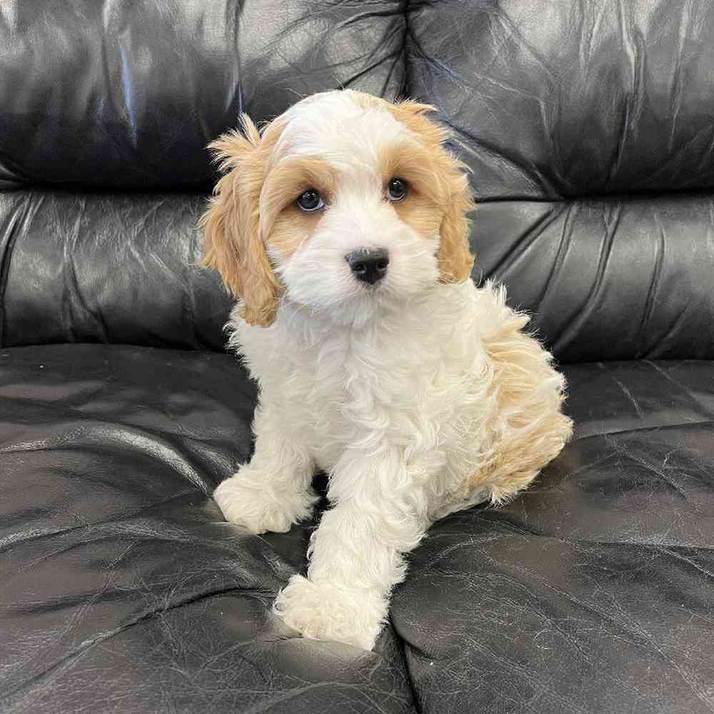 Female Cavachon Puppy for Sale in Scituate, RI