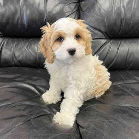 Cavachon