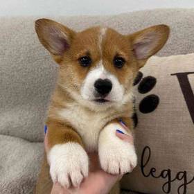 Pembroke Welsh Corgi