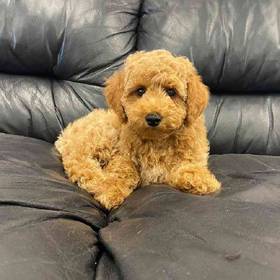 Poodle