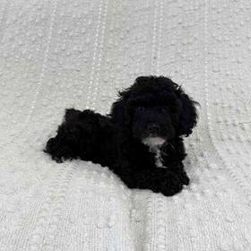 Mini Poodle