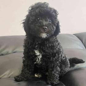 Shih-Poo
