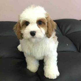 Cavachon
