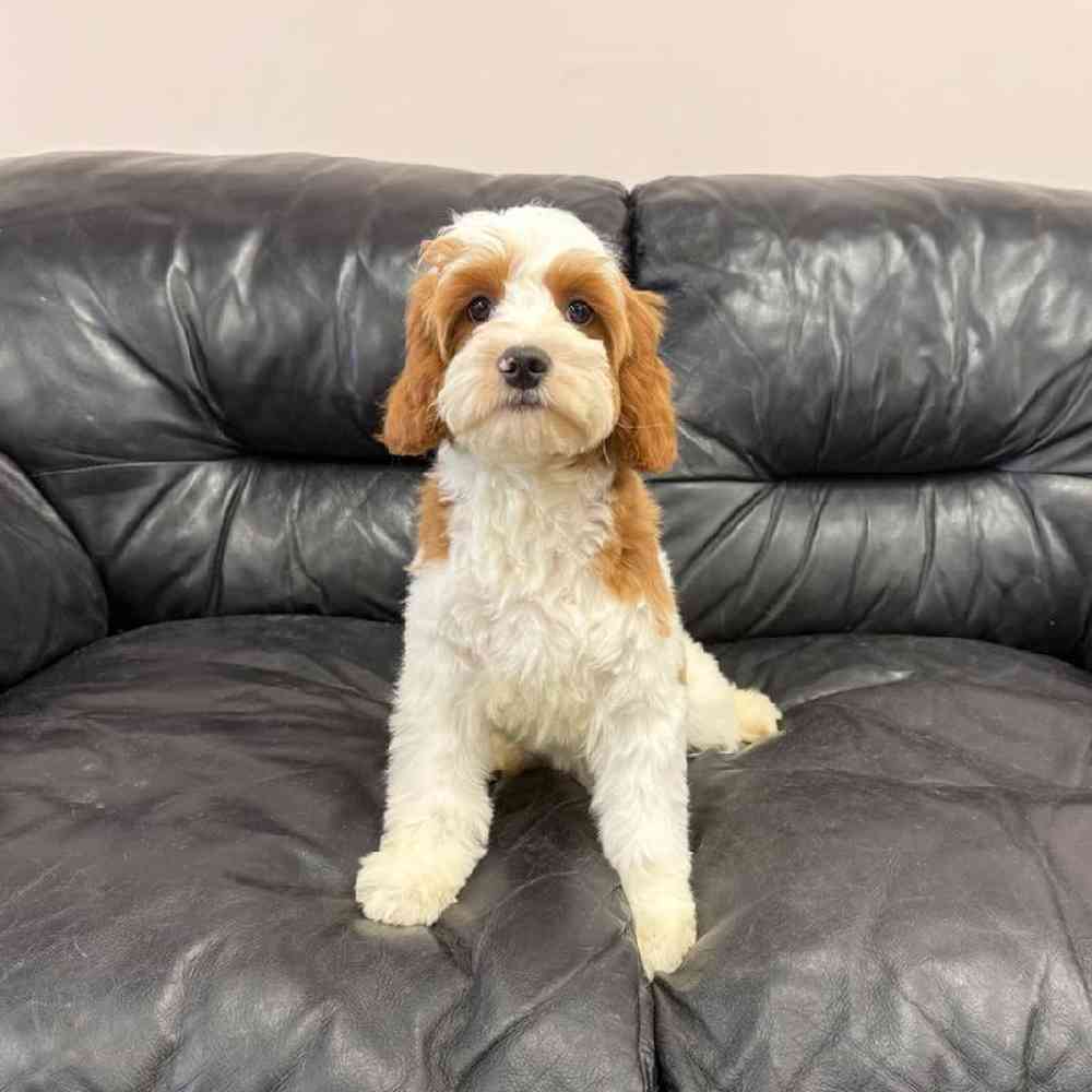 carousel pet images