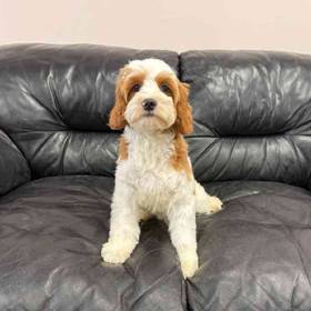 Cavapoo