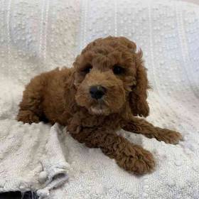 Mini Goldendoodle
