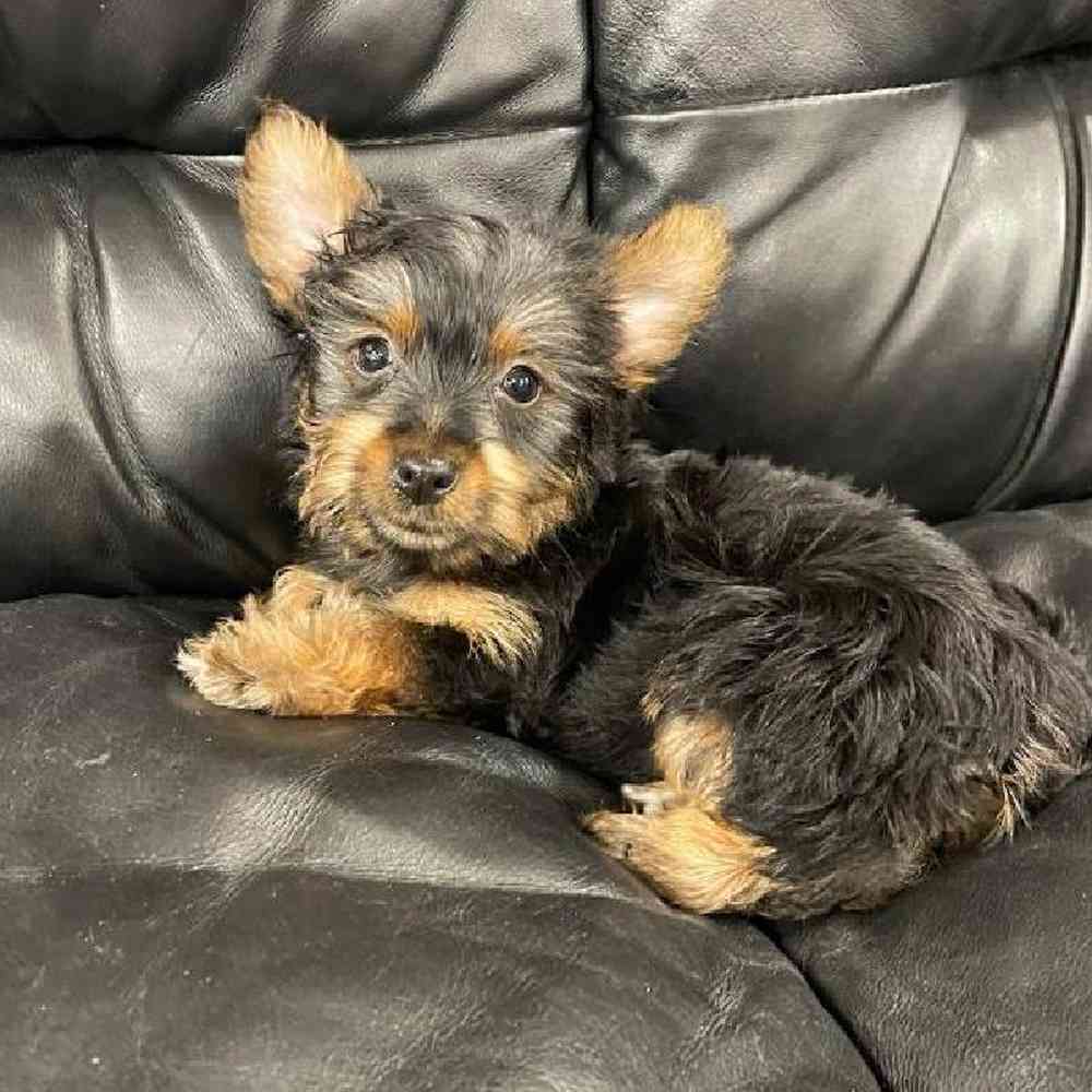 Female Silky Terrier Puppy for Sale in Scituate, RI