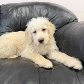 Labradoodle