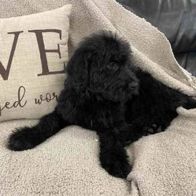 Labradoodle