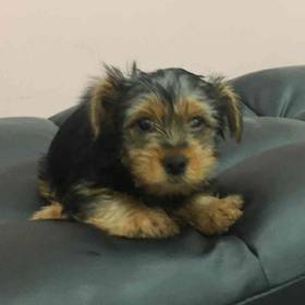 Yorkie